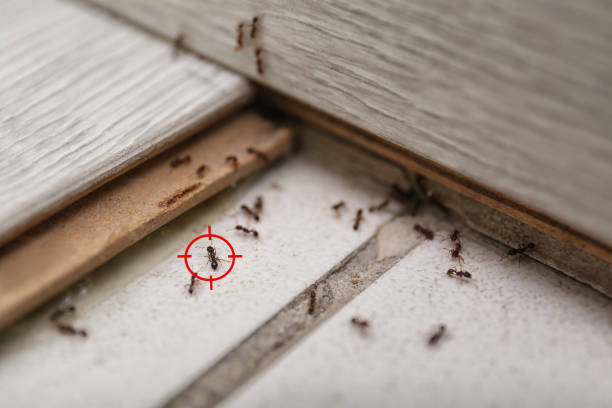 Best Ant Control Services  in Decatur, IL