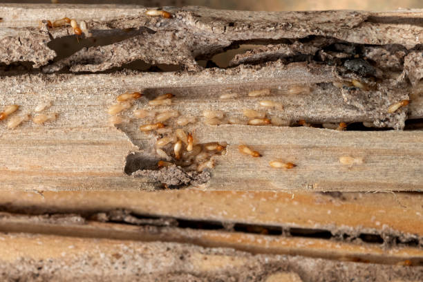 Best Spider Control Near Me  in Decatur, IL