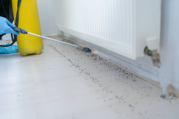 Best Rat Extermination Near Me  in Decatur, IL